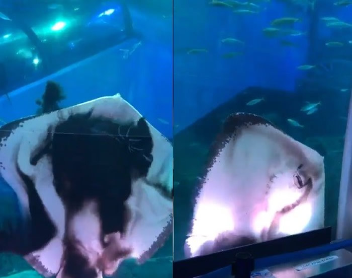 �ձ�����а˾���������԰ˮ�������������