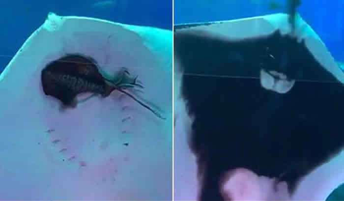 �ձ�����а˾���������԰ˮ�������������