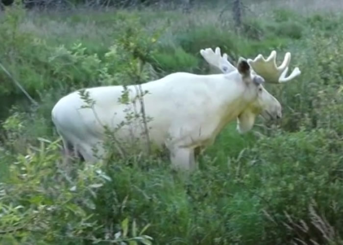 瑞典男子在韦姆兰省拍到极罕见白色驼鹿 全国只有100只
