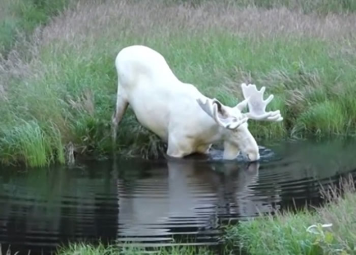 瑞典男子在韦姆兰省拍到极罕见白色驼鹿 全国只有100只