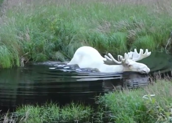 瑞典男子在韦姆兰省拍到极罕见白色驼鹿 全国只有100只