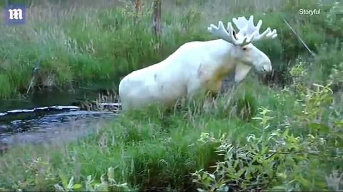 瑞典男子在韦姆兰省拍到极罕见白色驼鹿 全国只有100只