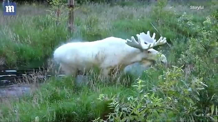 瑞典男子在韦姆兰省拍到极罕见白色驼鹿 全国只有100只