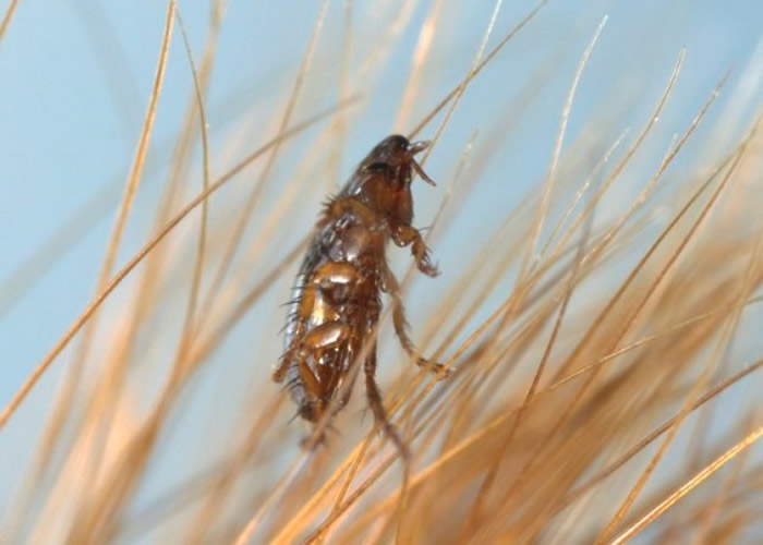 Ӣ����ר�Ҿ��棬������δ�����ܽ��������ֳ������������ͼƬ��