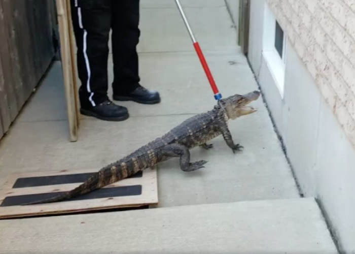 加拿大渥太华鳄鱼闯民宅后园 女童以为是玩具