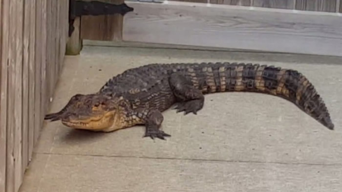 加拿大渥太华鳄鱼闯民宅后园 女童以为是玩具