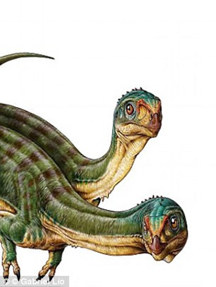 ��������˹̹ʽ���������Ĳ������Chilesaurus��������������޽��������֧�Ĵ��ӻ�