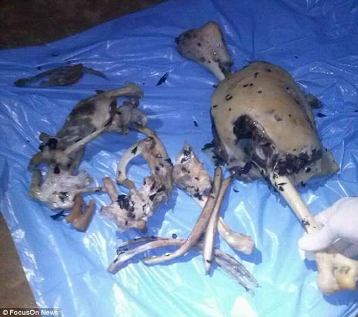 巴西农夫河边工作时遭鳄鱼拖到水里吞食 捕获解剖后在肚内发现骨骸