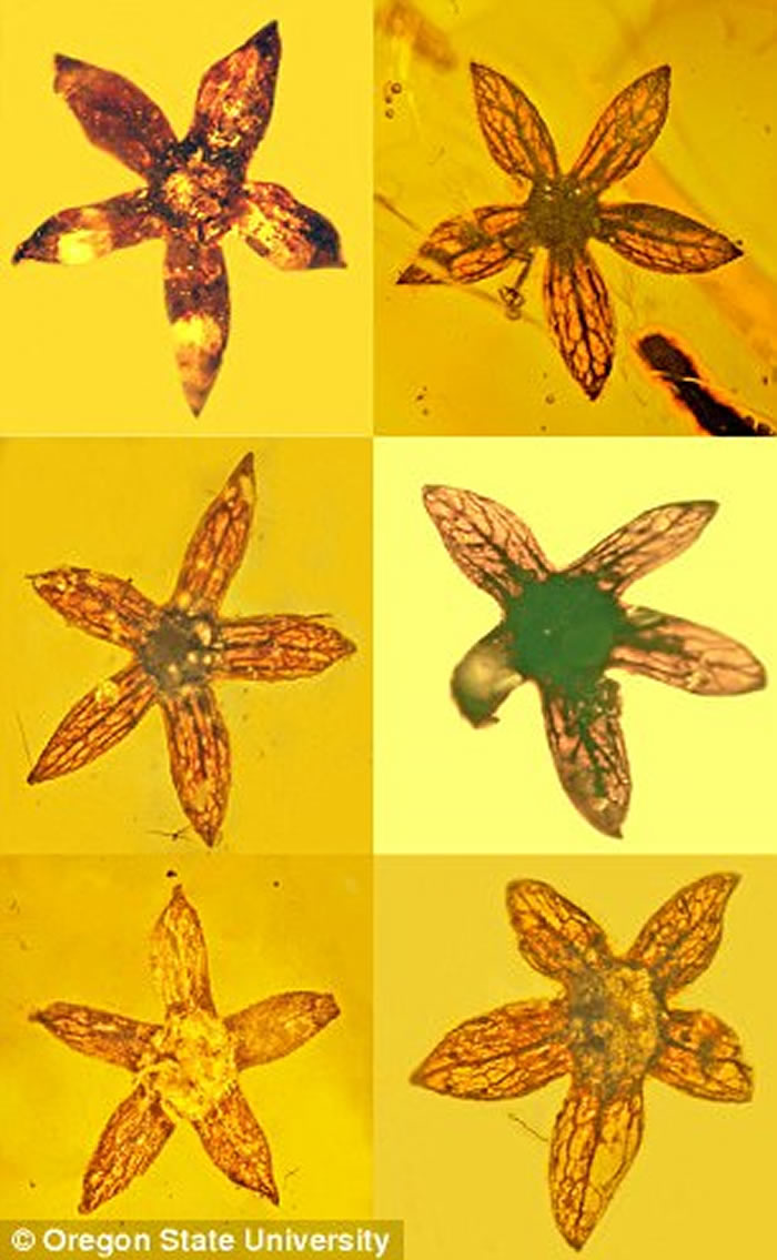 《古生物多样性》:缅甸发现封存着世界上最早花朵的琥珀 距今1亿年前