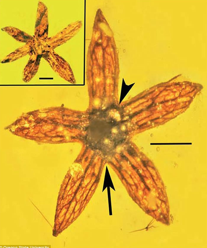 《古生物多样性》:缅甸发现封存着世界上最早花朵的琥珀 距今1亿年前