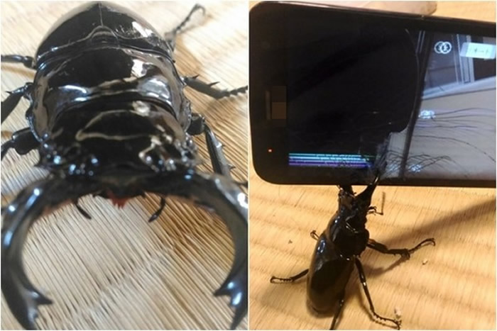 日本网友测试:大黑艳锹形虫大颚一夹 手机屏幕即碎裂成蜘蛛网状