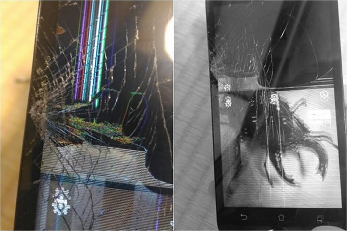 日本网友测试:大黑艳锹形虫大颚一夹 手机屏幕即碎裂成蜘蛛网状