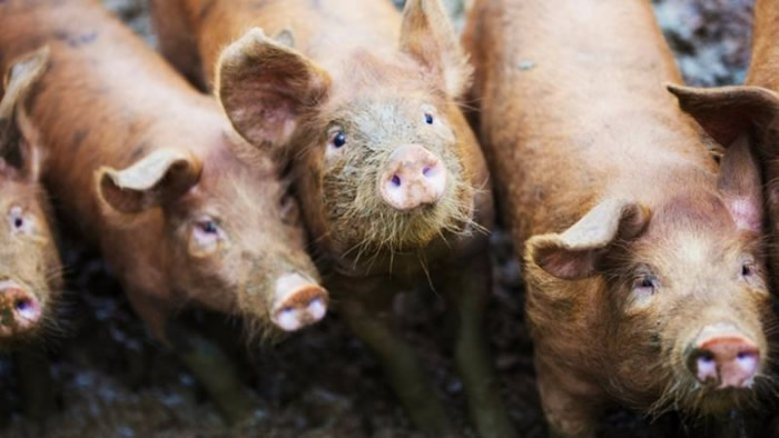 Ӣ��������Ҫ��Ӣ������������������װ��ͷ��������ͼƬ��