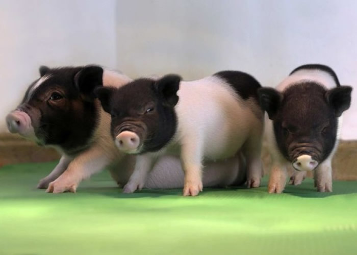 多只“安全”的基因改造小猪存活。