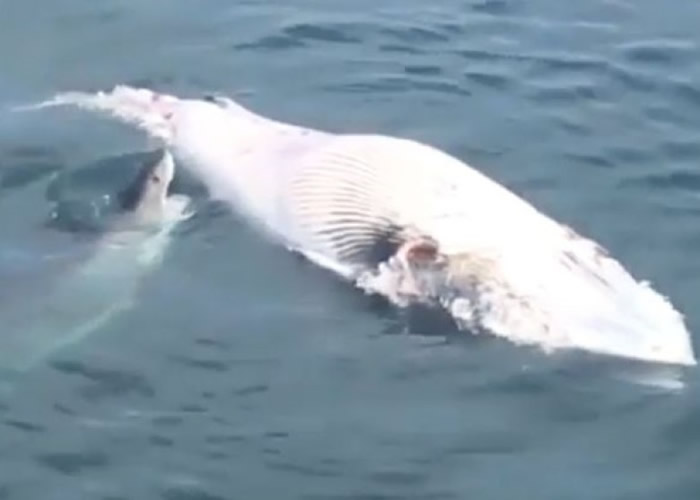 美国科德角观光客近距离直击大白鲨张口咬鲸鱼尸体