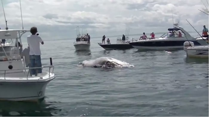 美国科德角观光客近距离直击大白鲨张口咬鲸鱼尸体