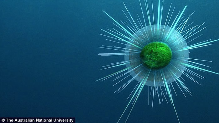 海洋中的藻类迅速崛起