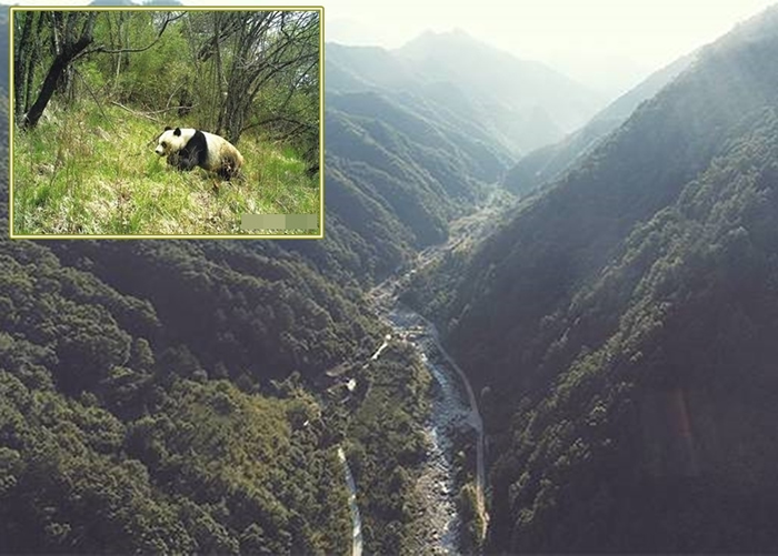 �ٷ����2020���ǰ��ʽ��������è���ҹ�԰��ͼΪ��������ɽ��������������ͼƬ��