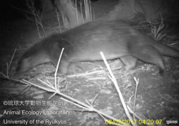 成年水獭看起来非常健康。