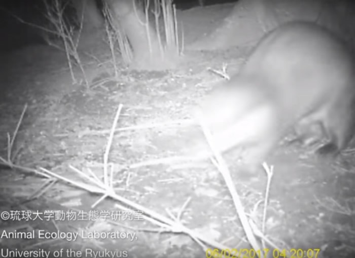 水獭的行动极为迅速。