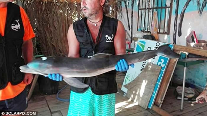 西班牙小海豚游近海滩疑遭泳客活生生“玩死”