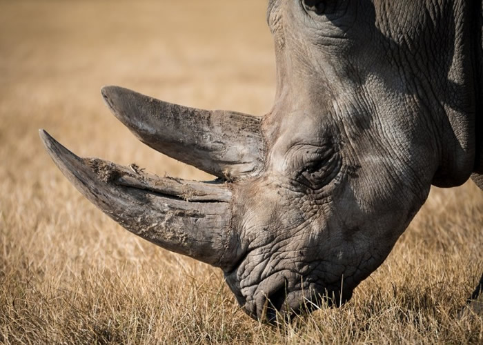 Ϭţ��һֱ���ǲ����ղؼ����е���Ʒ��