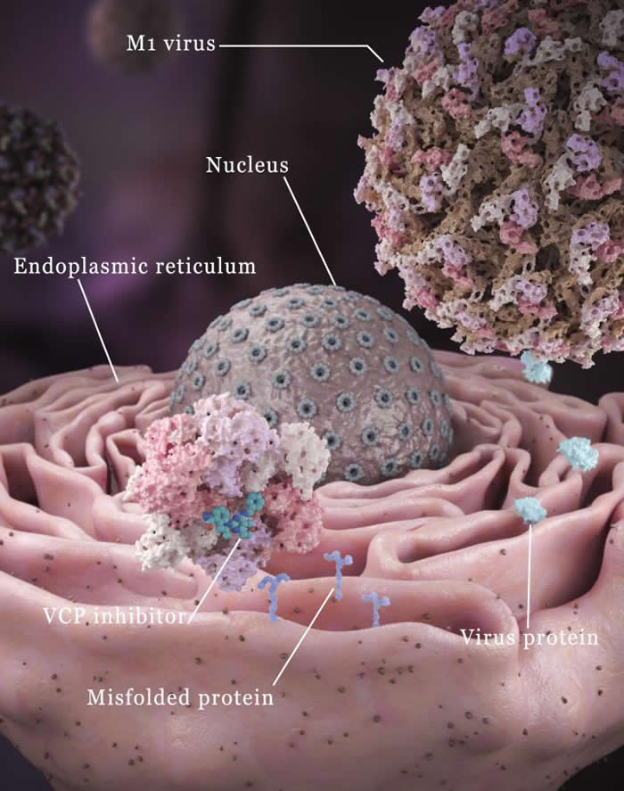 ѧҷһֻܰ򲡶Чɱΰϸֲ˺ϸ