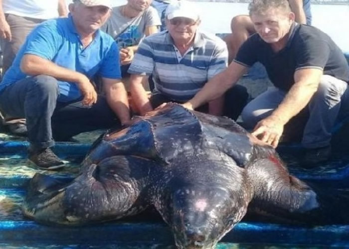 �������������й�к�����ֻ��ɴ����������ľ�����Ƥ��