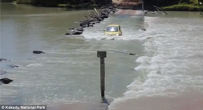 澳洲男子驾车横越以看鳄鱼闻名的卡卡杜国家公园卡希尔消长带时遇到比车子还大的巨鳄