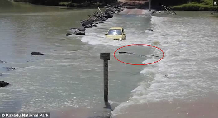 澳洲男子驾车横越以看鳄鱼闻名的卡卡杜国家公园卡希尔消长带时遇到比车子还大的巨鳄