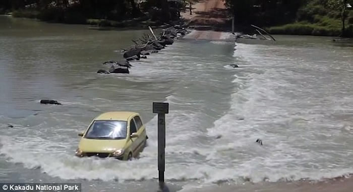 澳洲男子驾车横越以看鳄鱼闻名的卡卡杜国家公园卡希尔消长带时遇到比车子还大的巨鳄