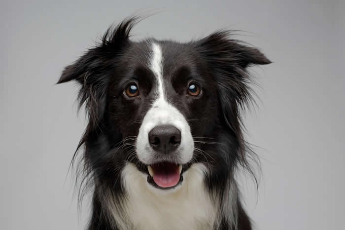 相机镜头前摆姿势的边境牧羊犬。在相似的饲养环境下,家犬可能比狼更会回应人类。 PHOTOGRAPH BY VINCENT J. MUSI, NATIONAL G