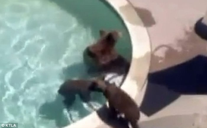 为什么有些野生动物会跑到你家的游泳池里