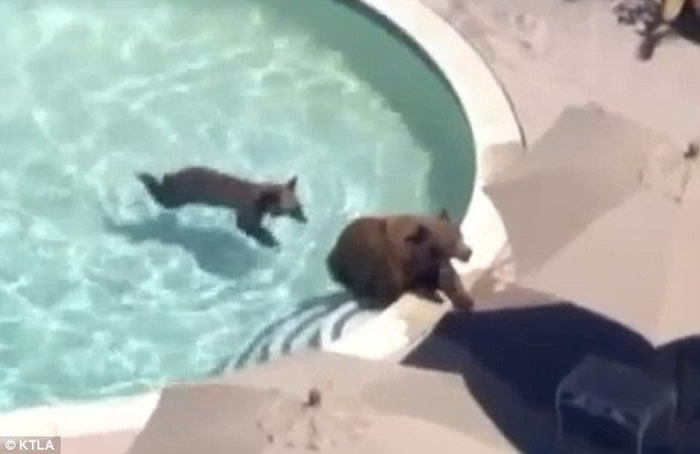 为什么有些野生动物会跑到你家的游泳池里