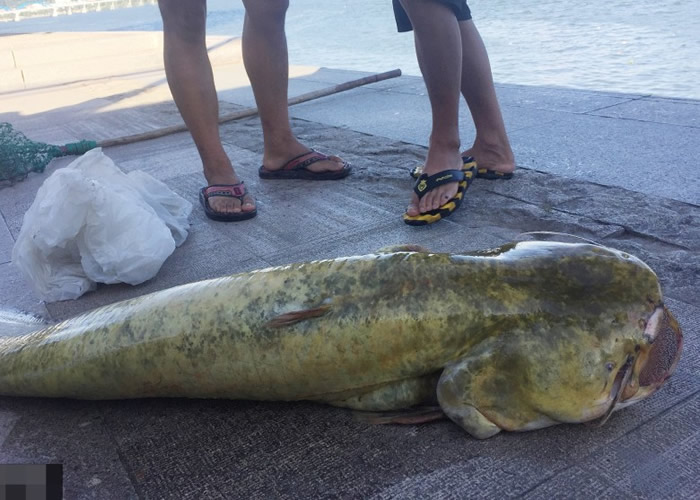 �㽭ͩ®�ظ����������Դ��д����賿��ͩ��ɽ�κ�������ش�63.5���������