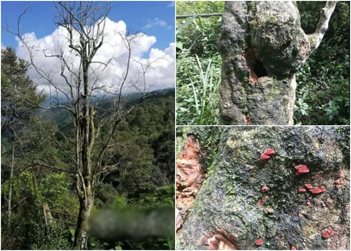 ����800������ĹŲ����������������ٴ��񶼴�п�ϧ��