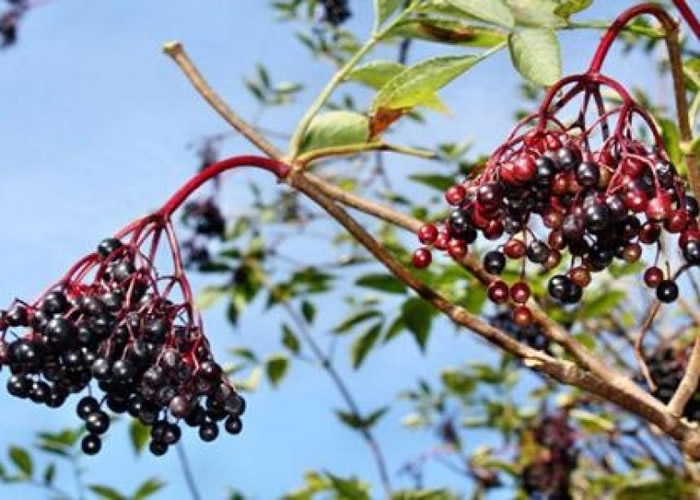 �ӹ�ľ��ʵ�������졣