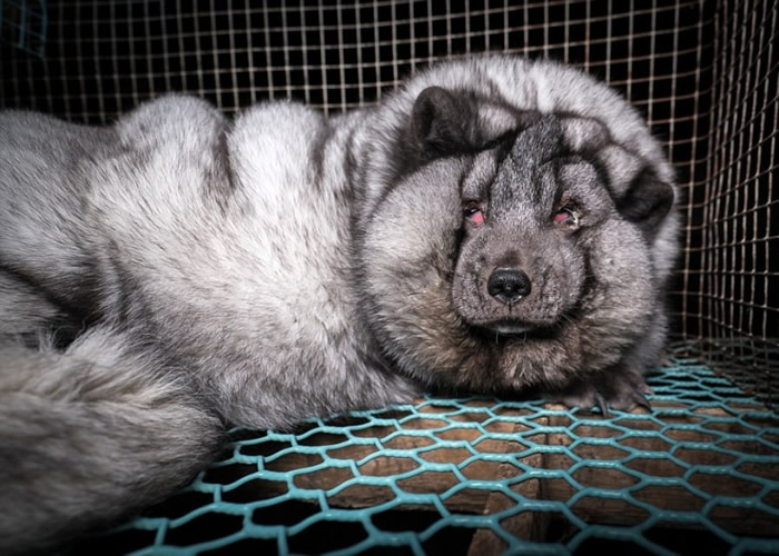 ��������Ϊ��ȡ�ø����Ƥ��Ĳȡ�����������⽫�������ɳշʡ�