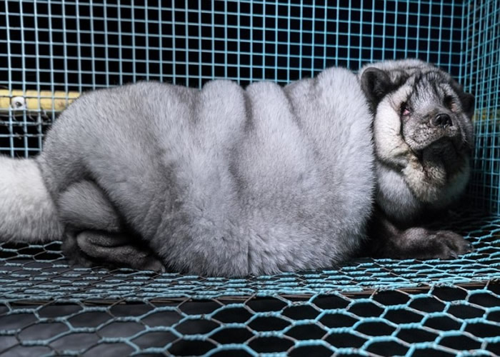 ���Ǳ�������С�����У������������á�