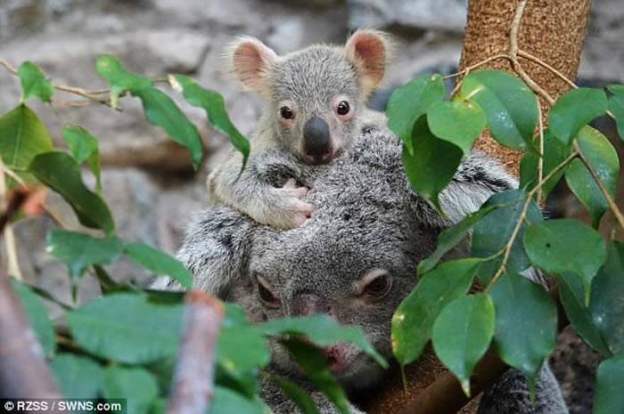 Ӣ���ո�������������԰���ܱ�������ͬ�οͼ���