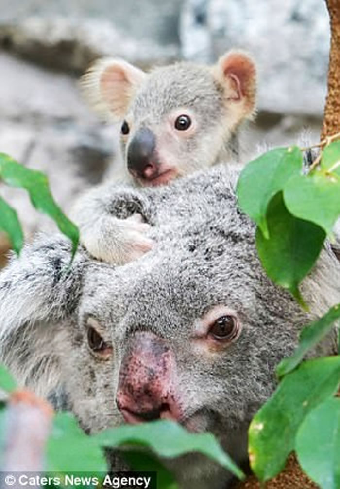 Ӣ���ո�������������԰���ܱ�������ͬ�οͼ���