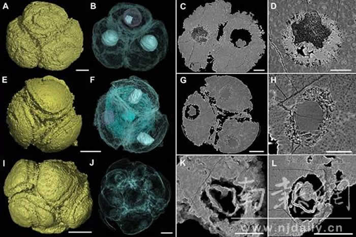 中国贵州瓮安动物群胚胎化石中确认最古老细胞核结构 距今6.1亿年历史