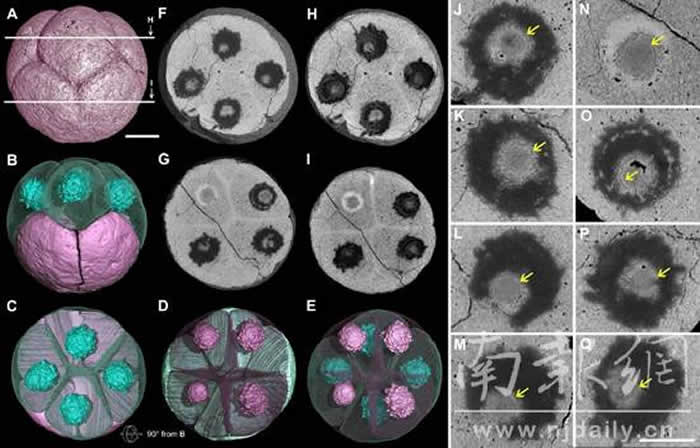 中国贵州瓮安动物群胚胎化石中确认最古老细胞核结构 距今6.1亿年历史