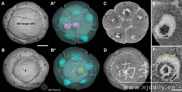 中国贵州瓮安动物群胚胎化石中确认最古老细胞核结构 距今6.1亿年历史