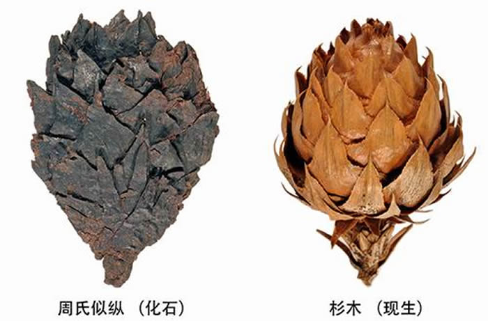 ɹŹúзֵġݡľֲﻯʯΪֲоƪ