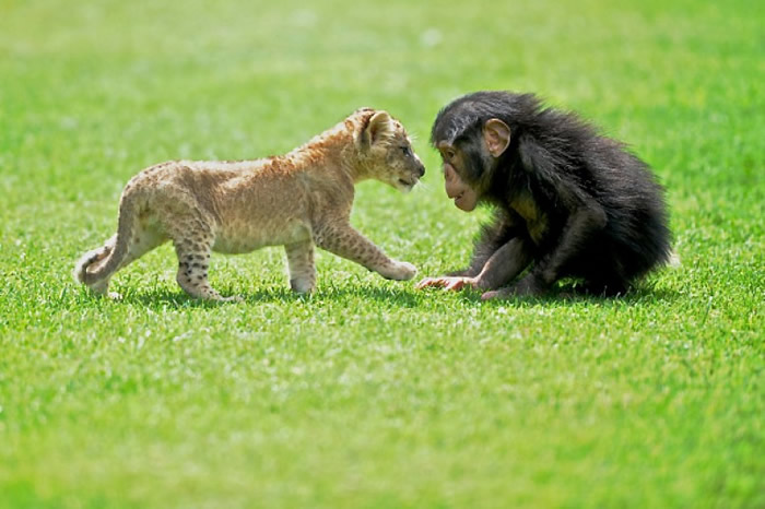 �����䱻����Сʨ��������ɳ���� ����һ�����ܰ