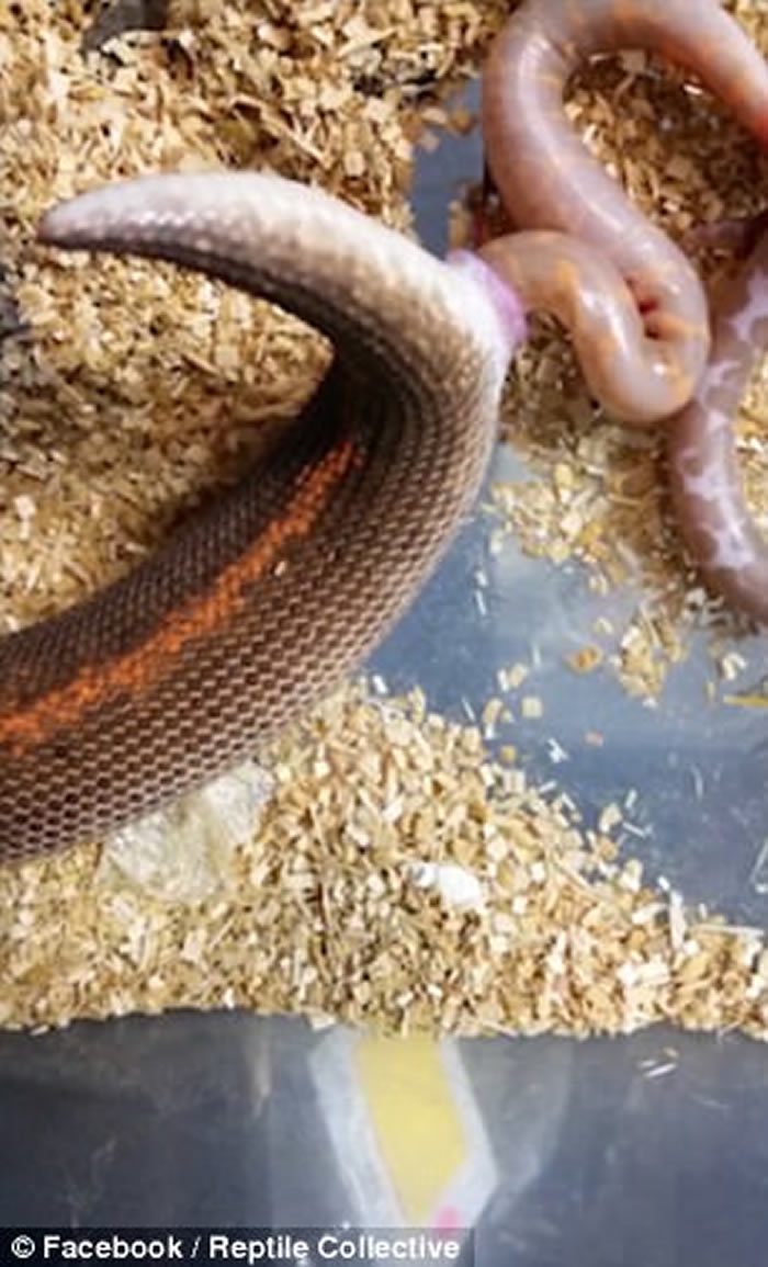 美国网民亲历沙蟒直接诞下小蛇 大呼感动