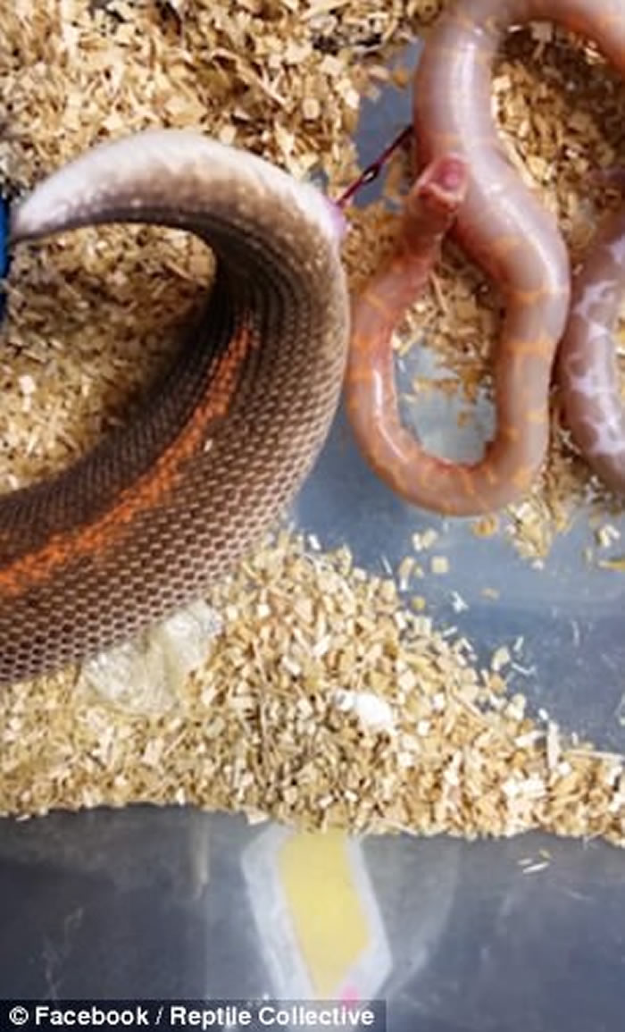 美国网民亲历沙蟒直接诞下小蛇 大呼感动