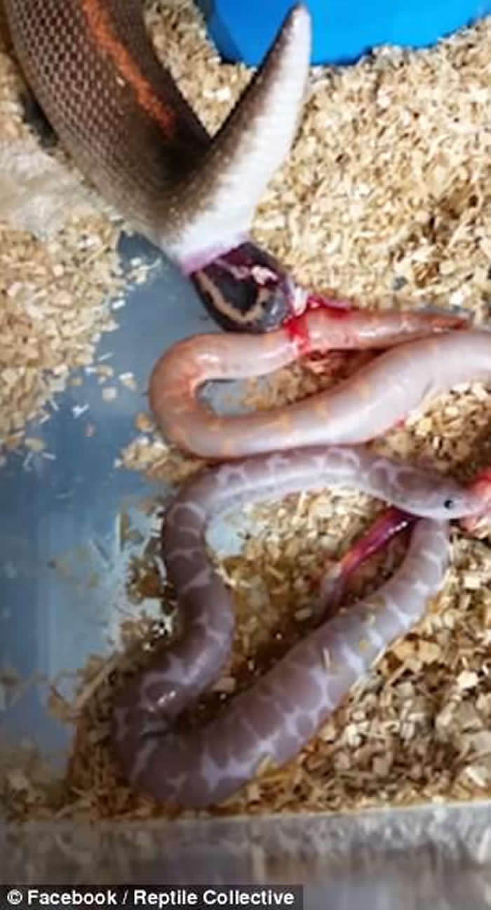 美国网民亲历沙蟒直接诞下小蛇 大呼感动