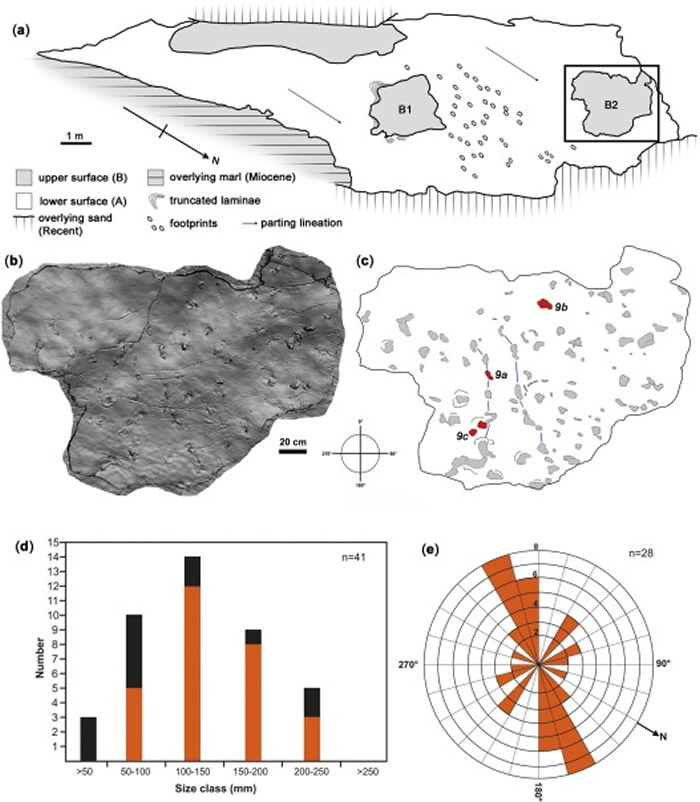 希腊克里特岛发现570万年前的原始人类脚印化石 表明人类祖先很早就已“走出非洲”?